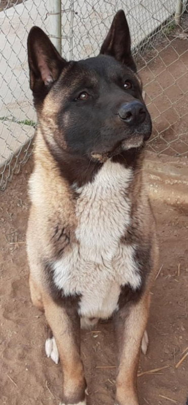 Photo 4 of Yoshi