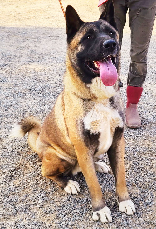 YOSHI - Akita available for adoption