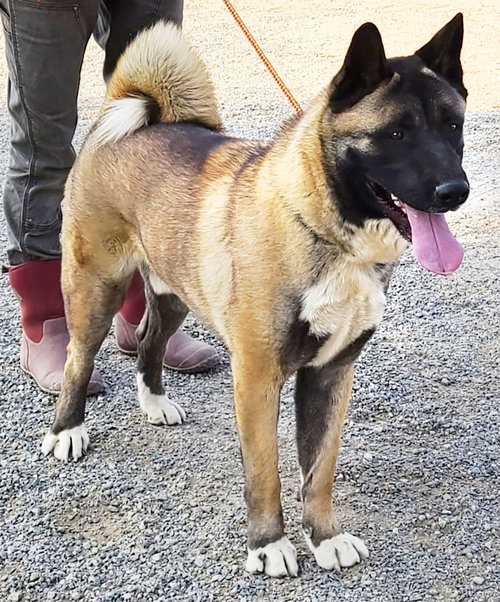 Photo 5 of Yoshi
