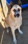 Dax - Photo 1