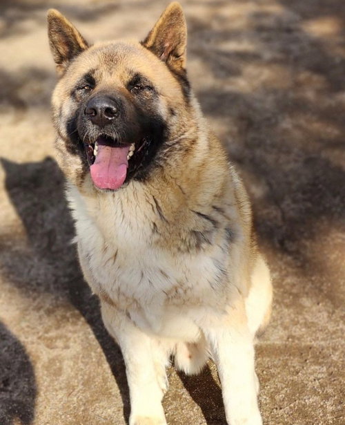 FORMOSO - Akita available for adoption