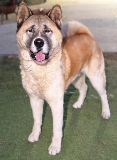Branson, an adoptable Akita in Romoland, CA