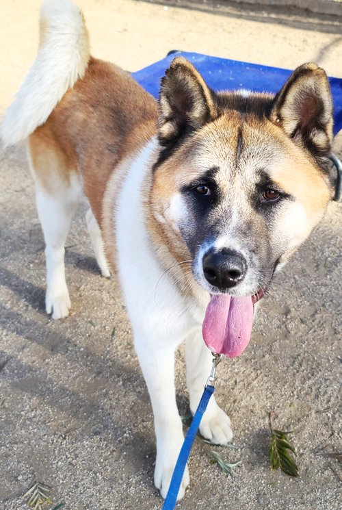 BRANSON - Akita available for adoption
