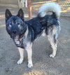Okami - Photo 8
