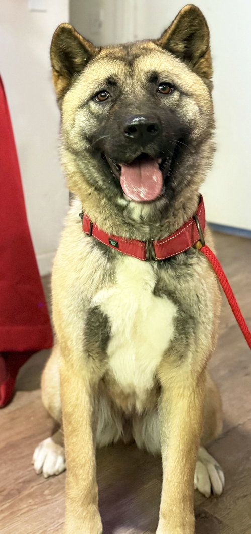 picture of the dog needing adoption