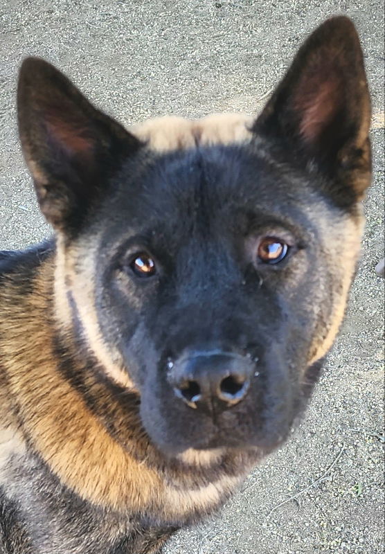 how big does a husky akita shepard mix get