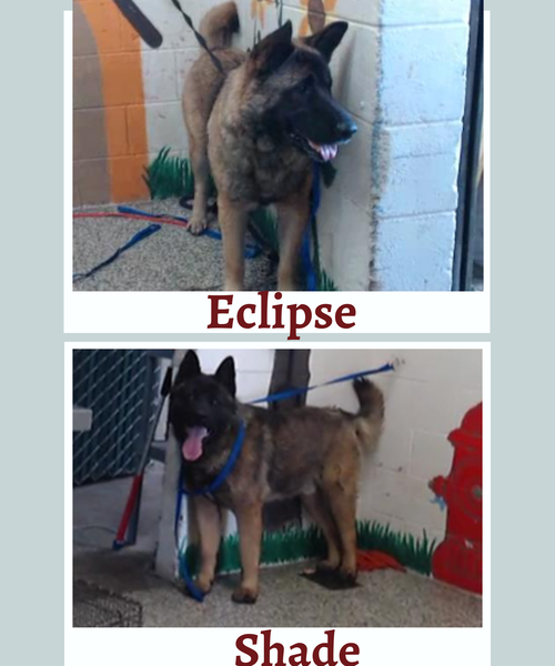 ECLIPSE AND SHADE - Akita / German Shepherd Dog available for adoption