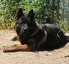 Eclipse and Shade - Photo 4