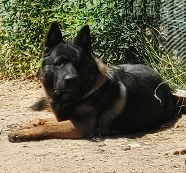 Eclipse and Shade