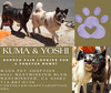 **Kuma & Yoshi** - Photo 1