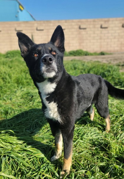 **HONEY BEAR** - Akita / German Shepherd Dog available for adoption