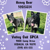 **Honey Bear** - Photo 4