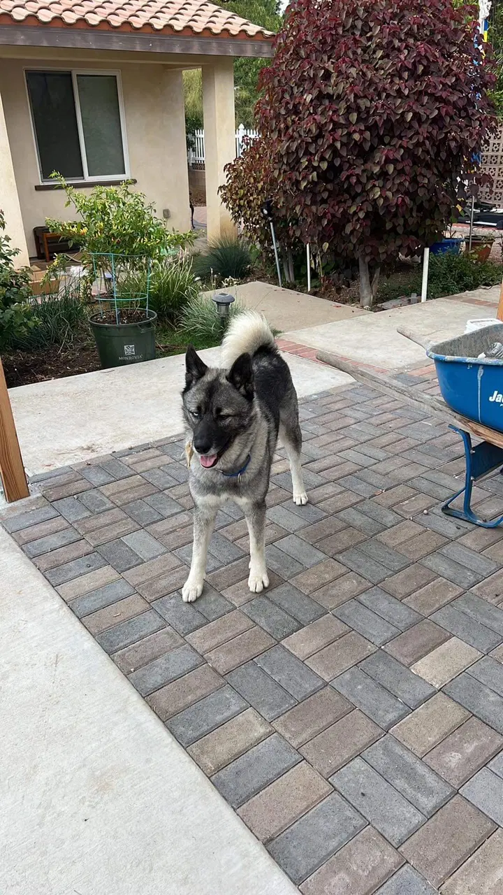 Tashi - Akita