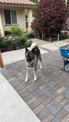 Tashi - Photo 1