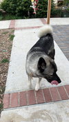 Tashi - Photo 2