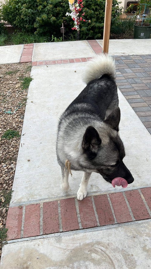 TASHI - Akita available for adoption