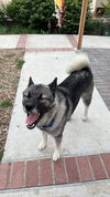 Tashi - Photo 3