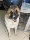 **Kuma** - Photo 2