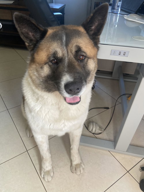 **KUMA** - Akita available for adoption