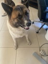 **Kuma** - Photo 3