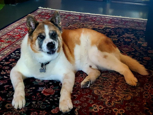 **ROMO** - Akita available for adoption