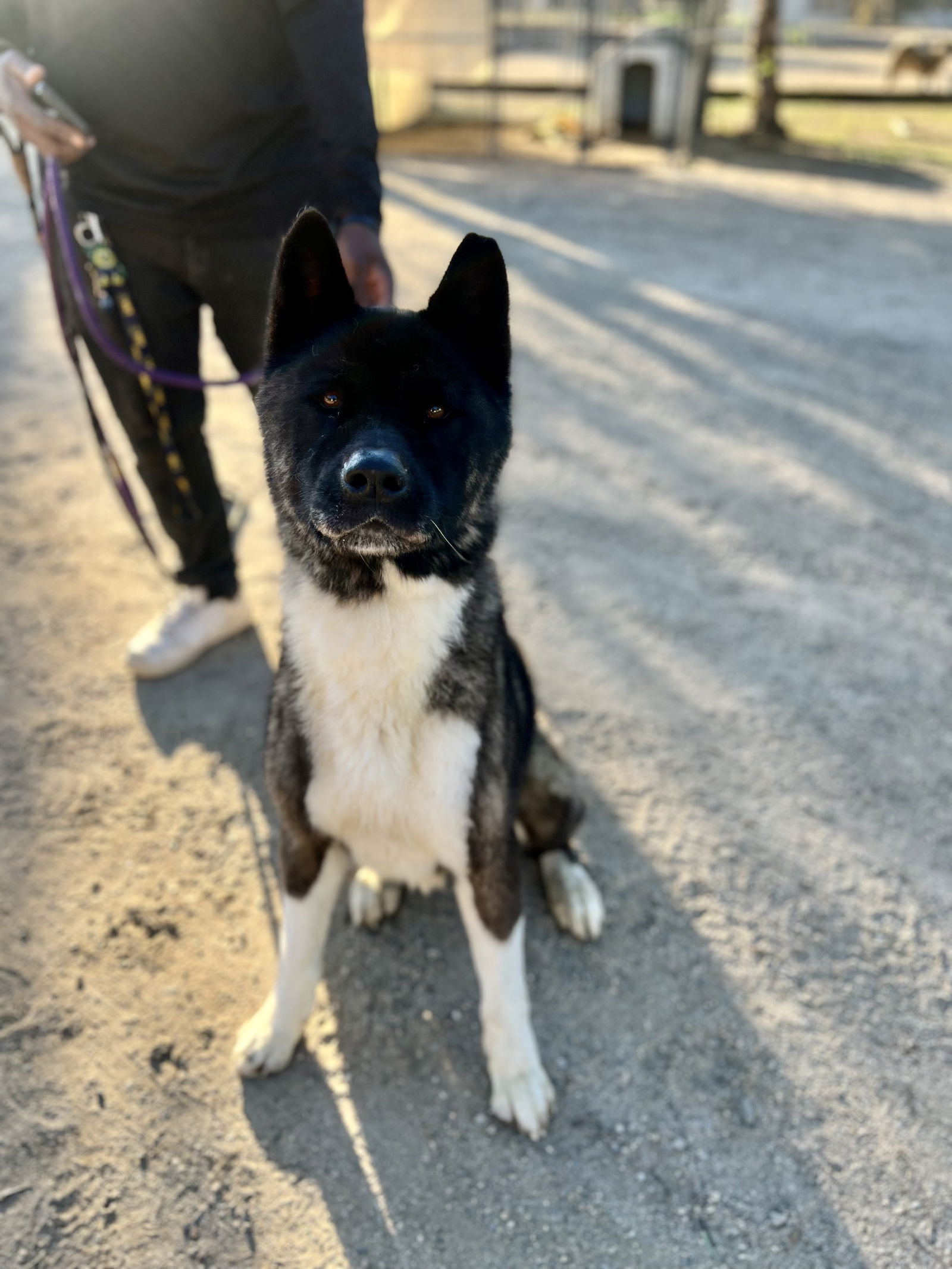 Akita dog hot sale rescue