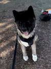**Toshi** - Photo 2