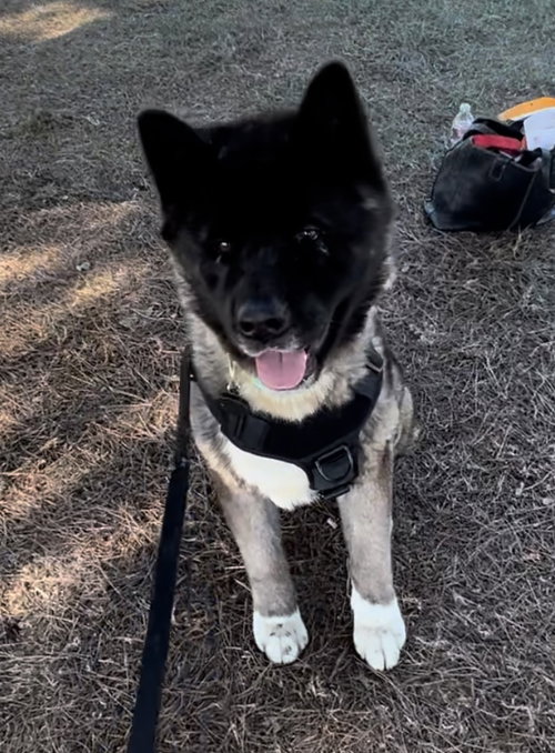 **TOSHI** - Akita available for adoption