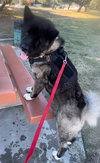 **Toshi** - Photo 3