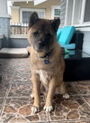 **Benji** - Photo 2