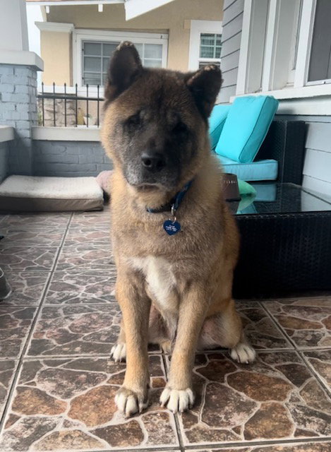 **BENJI** - Akita available for adoption