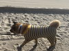 **Benji** - Photo 3