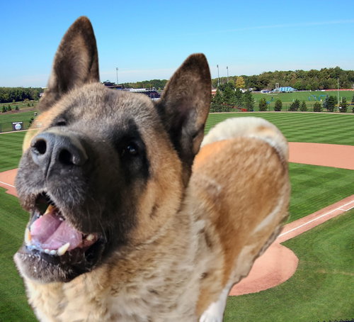 ROLLIE - Akita available for adoption