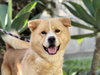**Hachi** - Photo 1