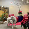 Koda - Photo 4