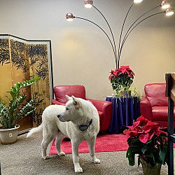 Koda, photo 4