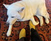 Koda - Photo 5