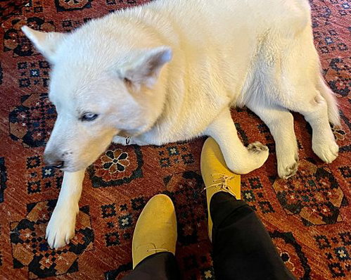 Koda, photo 5