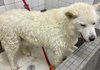 Koda - Photo 2