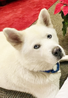 Koda - Photo 1