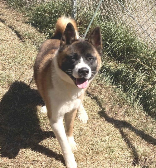 **FREYA** - Akita available for adoption