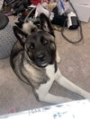 **Roxy** - Photo 1