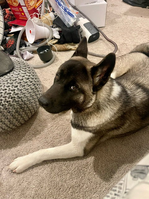 **ROXY** - Akita available for adoption