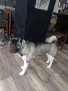 **Roxy** - Photo 3