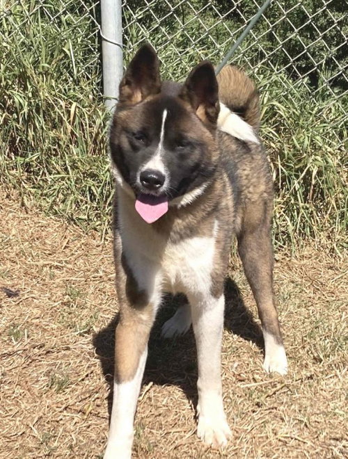 **ONNA** - Akita available for adoption
