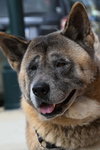 **Yoshi** - Photo 1