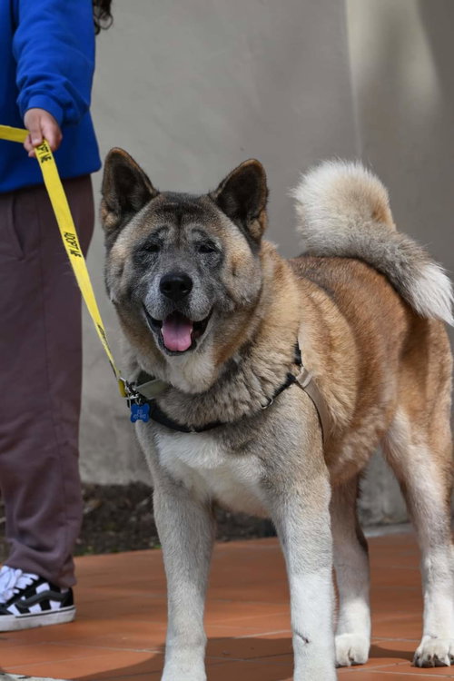**YOSHI** - Akita available for adoption