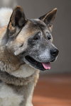 **Yoshi** - Photo 3
