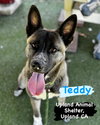**Teddy** - Photo 1