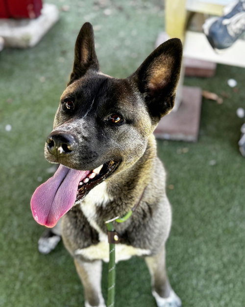 **TEDDY** - Akita available for adoption